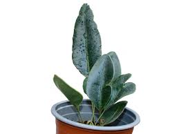 Helecho Elaphoglossum metallicum