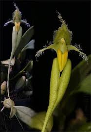 Orquide Bulbophyllum fascinator