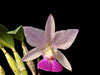 Orquidea Cattleya walkeriana