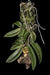 Orquidea Gastrochilus obliquus x acutifolius