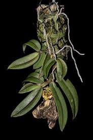 Orquidea Gastrochilus obliquus x acutifolius