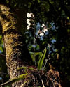 Orquidea Ionopsis utricularioides