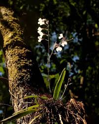 Orquidea Ionopsis utricularioides