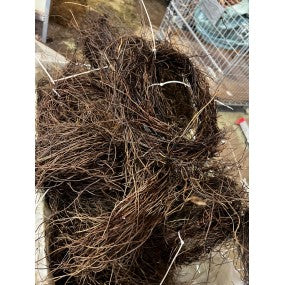 Raices de lipao (racimo)