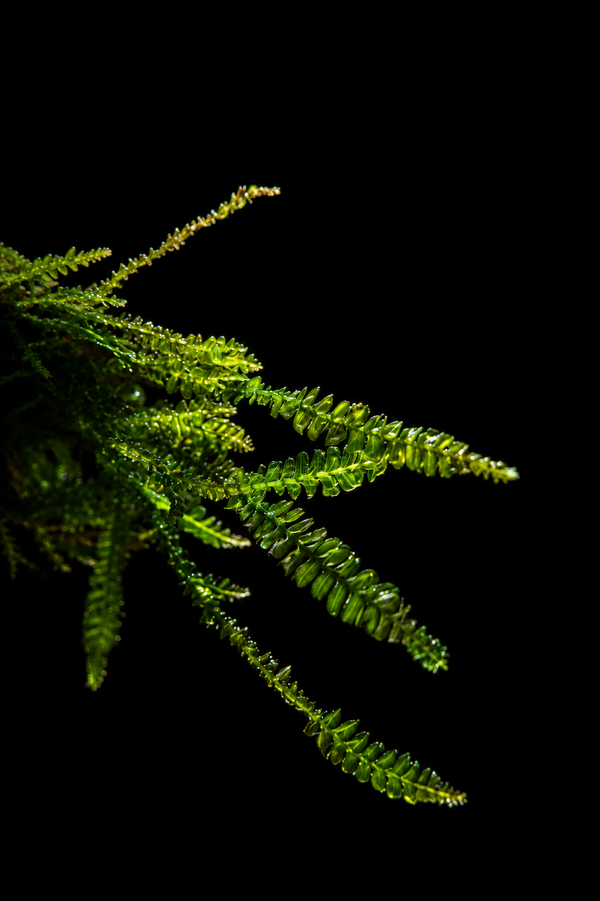 Musgo Plagiochilacea sp. cameroon