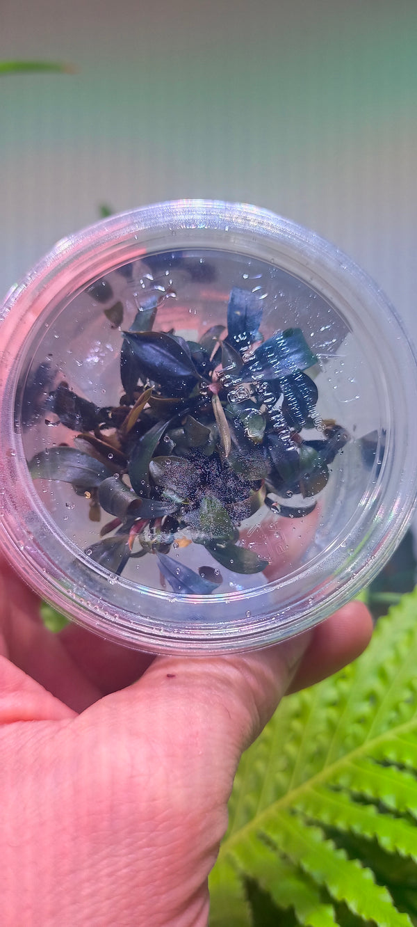 Bucephalandra brownie ghost in vitro