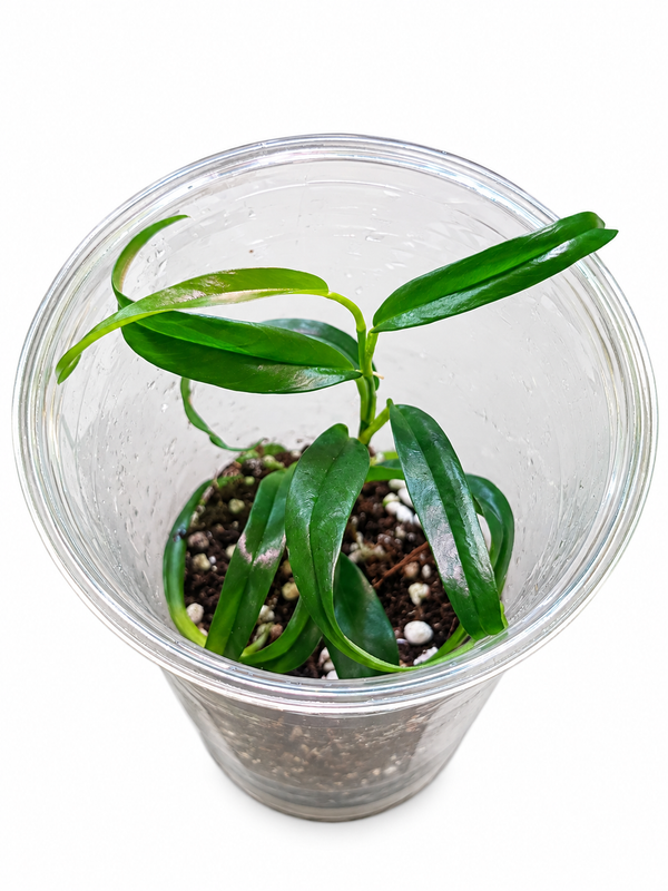 Philodendron chinchamayense narrow