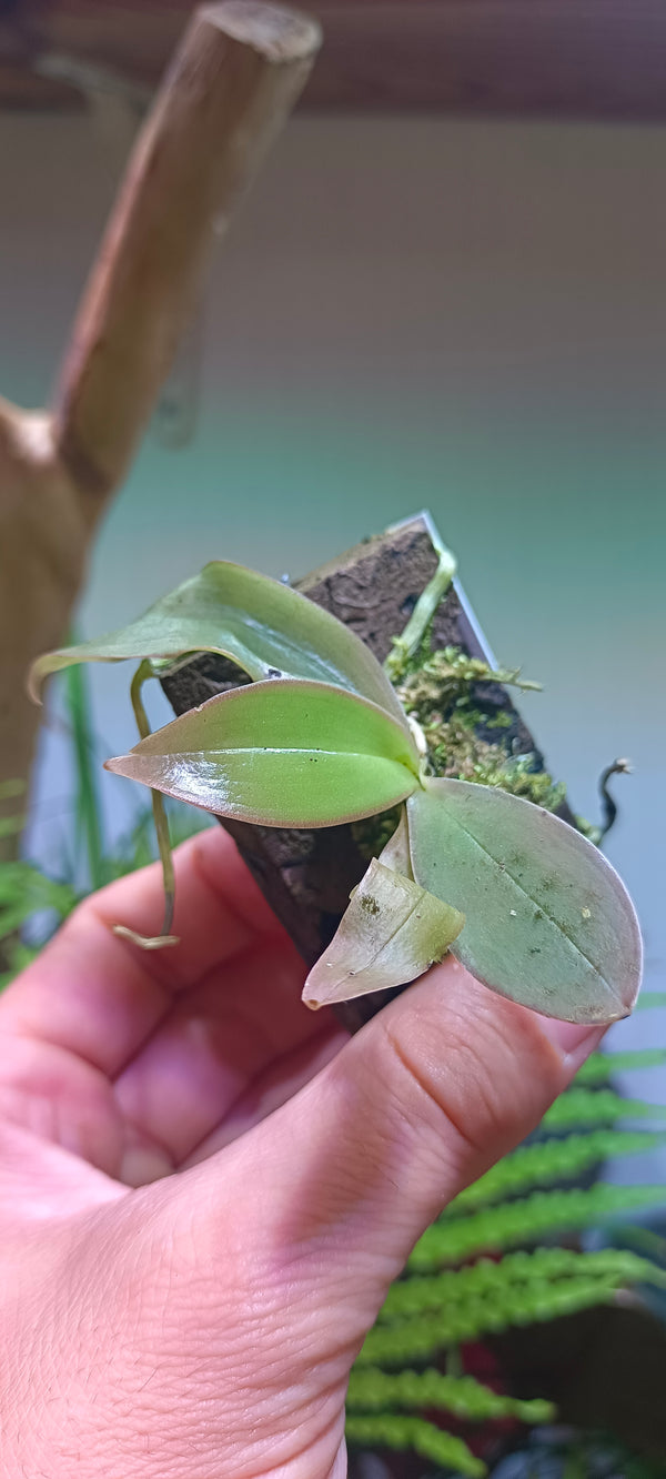 Orquidea Aerangis macrocentra