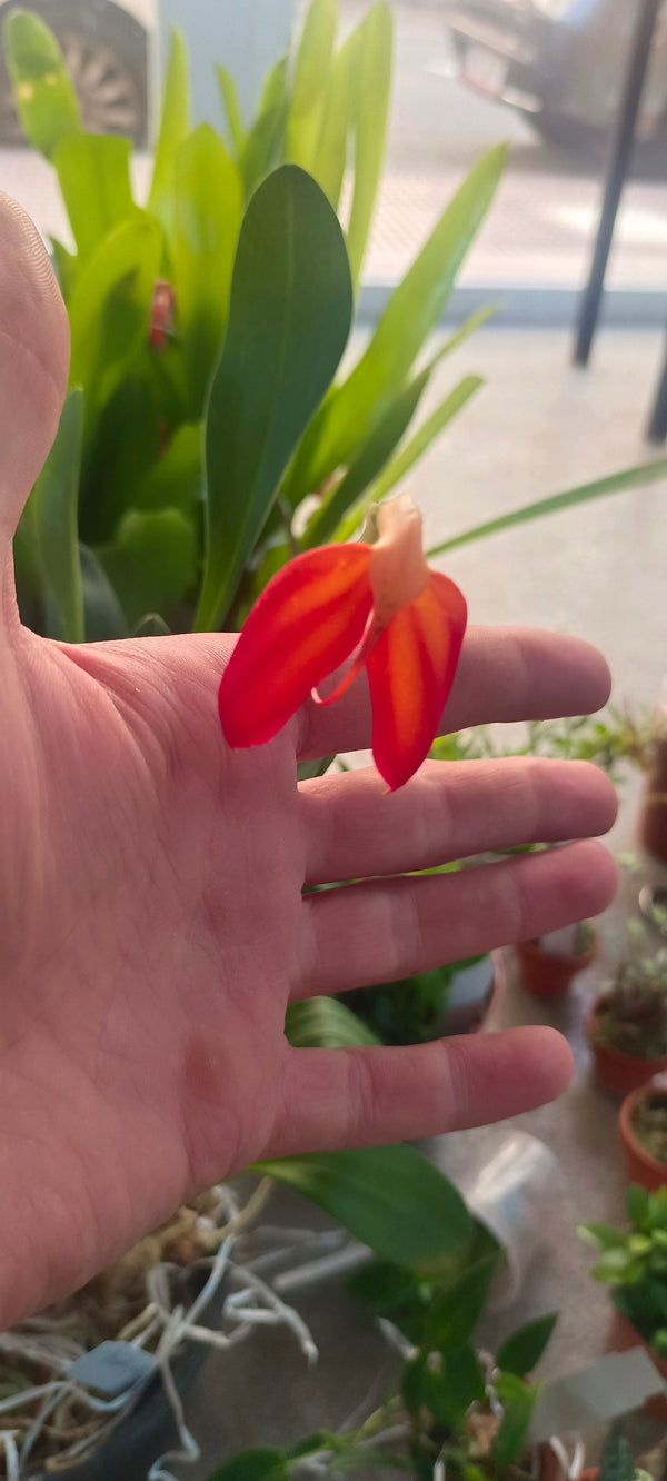 Orqidea Masdevallia ignea