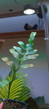 Helecho Lecanopteris mirabilis