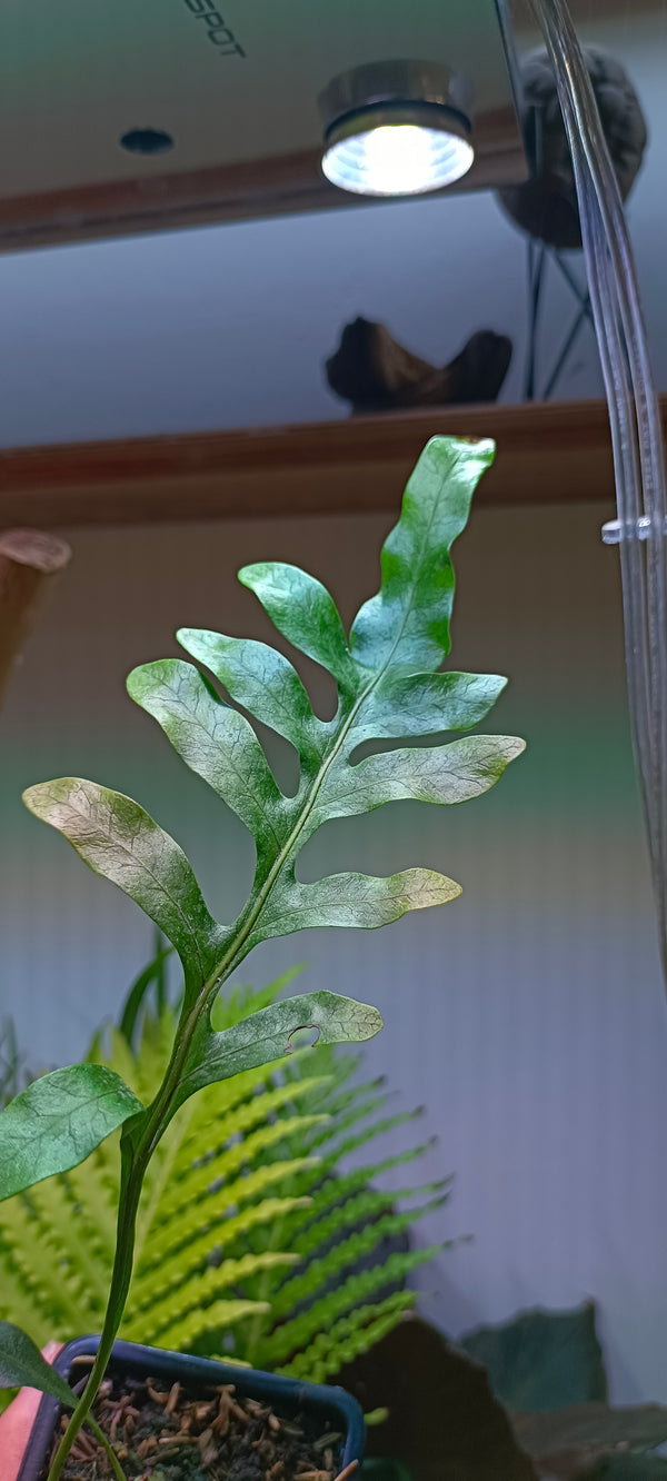 Helecho Lecanopteris mirabilis