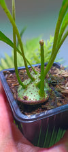 Helecho Lecanopteris mirabilis