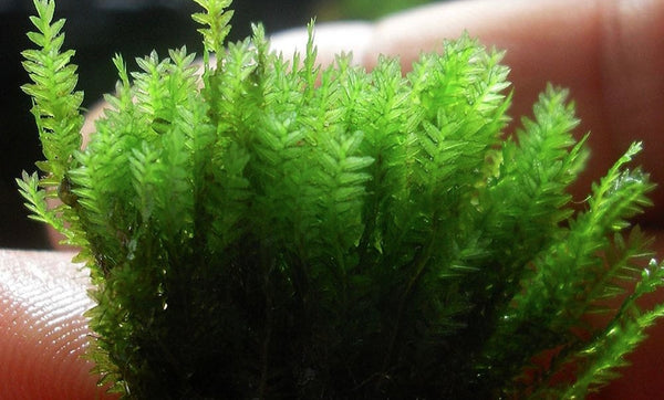 FISSIDENS SP. POLAND