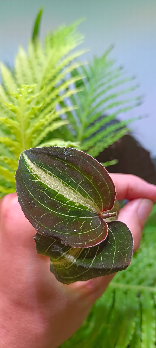 Orquidea Anoectochilus leyli