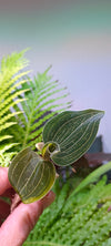 Orquidea Ludisia discolor lemon