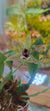 Orquidea Promenaea citrina x (Limelight x xanthina)