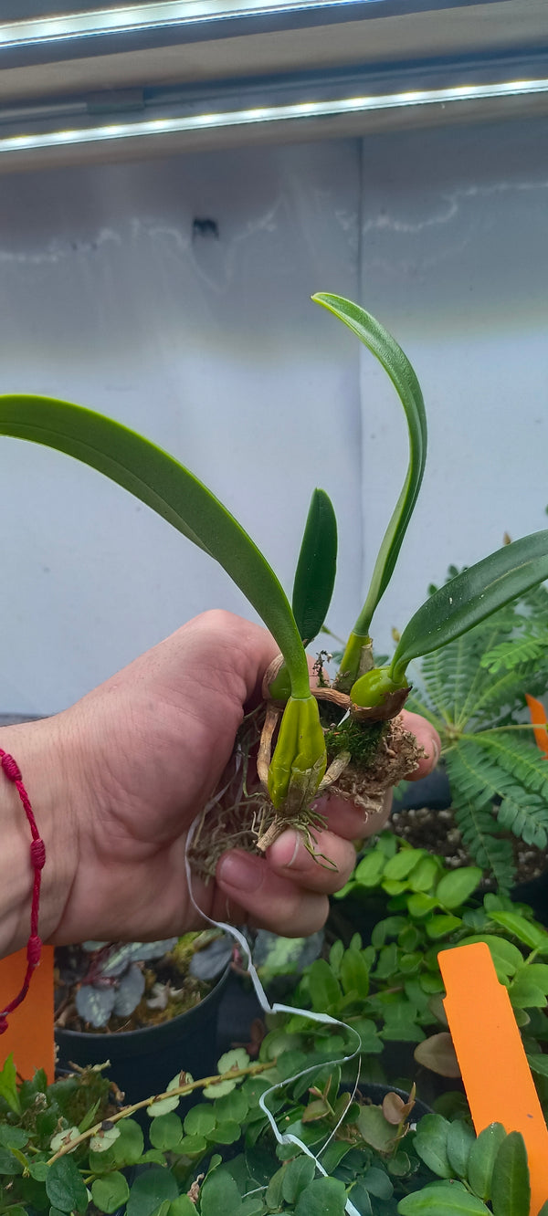 Orquide Bulbophyllum fascinator