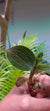 Orquidea Ludisia discolor lemon