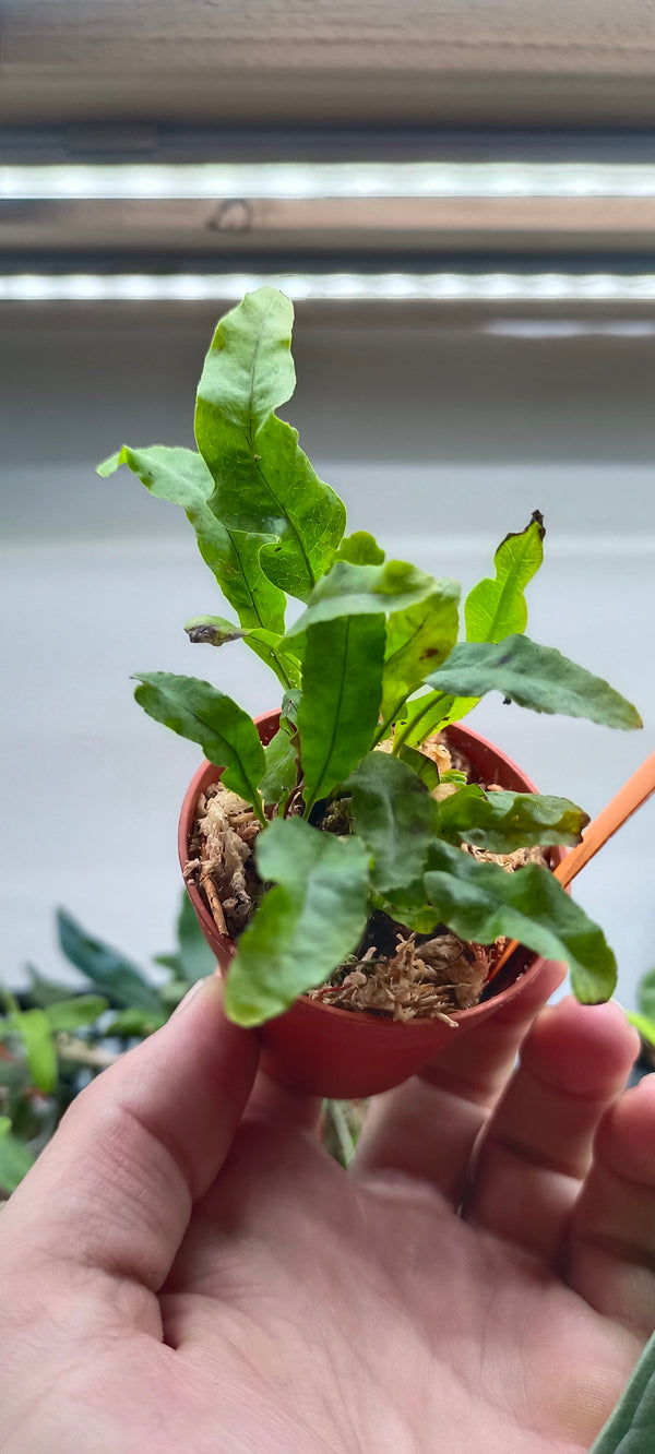 Helecho Aglaomorpha meyeniana Mini