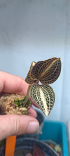 Orquidea Anoectochilus koshunensis x siamensis