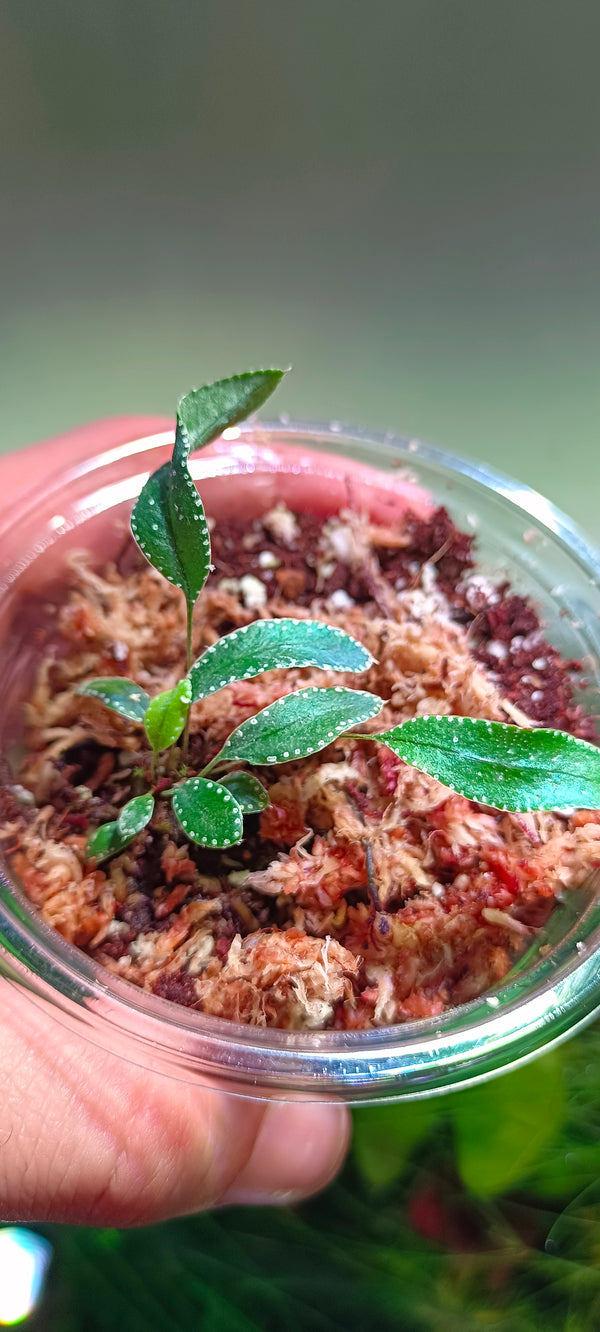 HELECHO SELLIGUEA ALBIDOSCUMATA