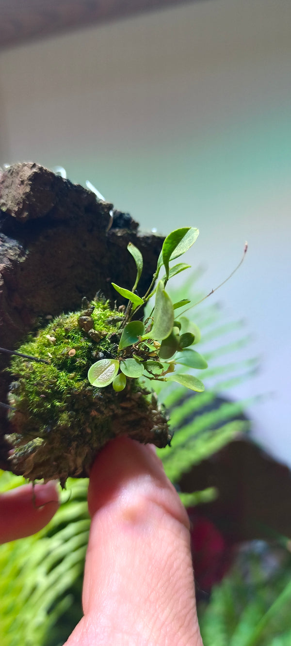 Orquidea Lepanthes mulleriana