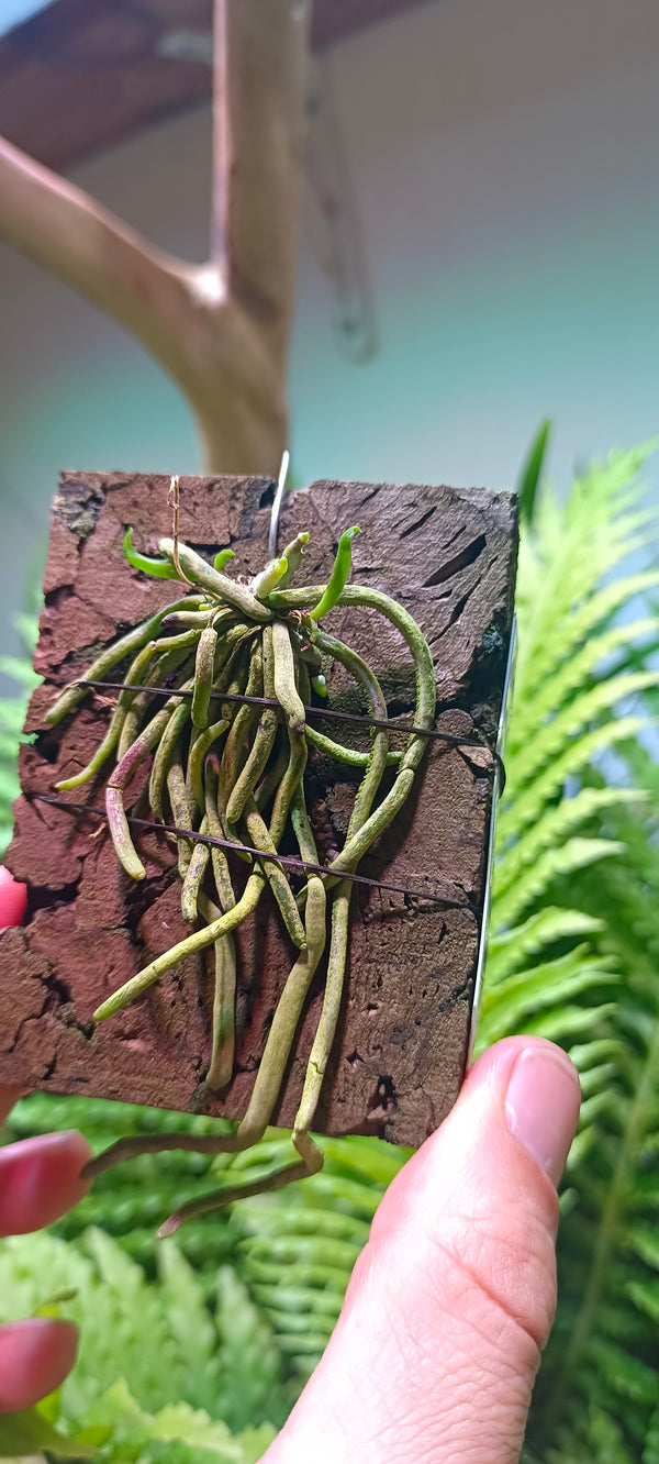 Orquidea Chiloschista parishii ¨green ¨