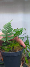 Helecho Humata repens ( sin. Davallia repens)