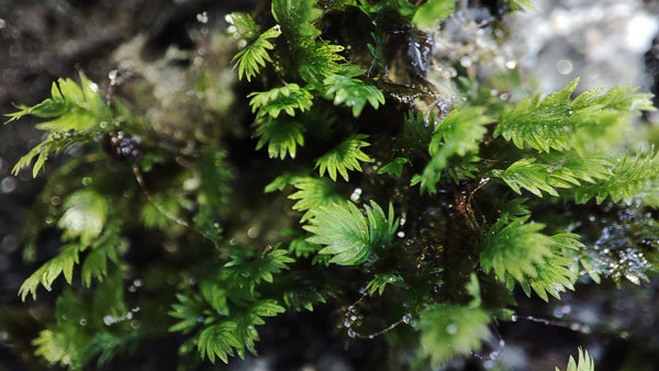 FISSIDENS TASIKMALAYA