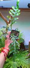 Helecho Lecanopteris mirabilis