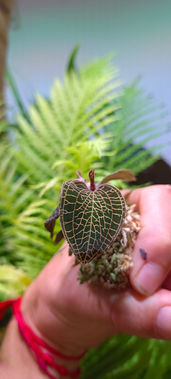 Oquidea Anoectochilus roxburgui hayata