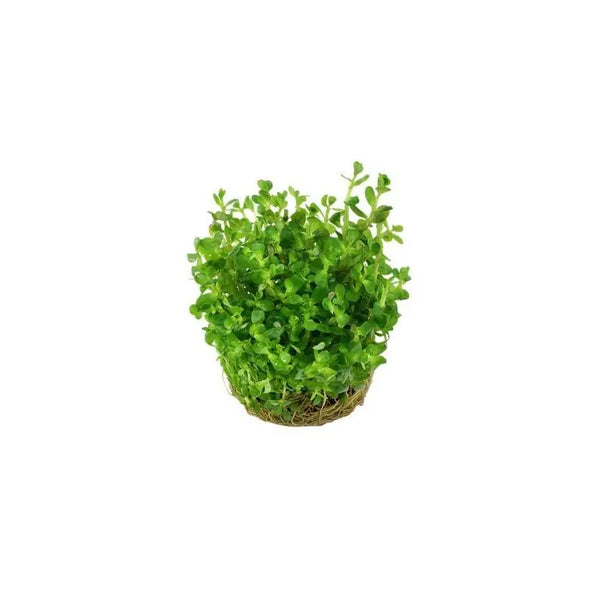 Rotala indica in vitro