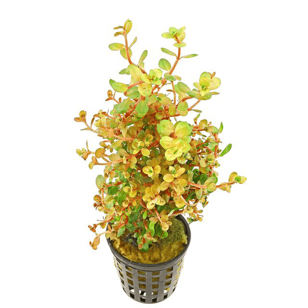 Rotala Rotundifolia "orange Juice"