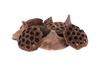 LOTUS POD