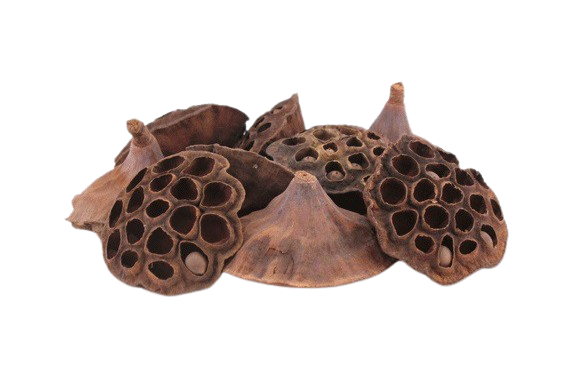 LOTUS POD
