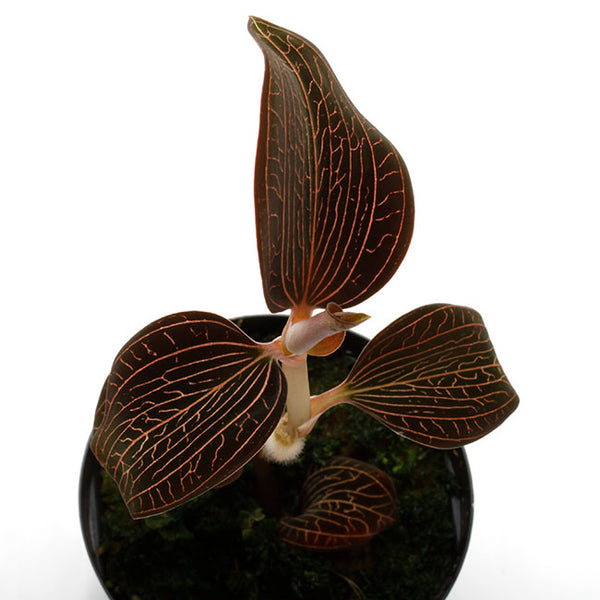 ORQUIDEA ANOECTOCHILUS ROXBURGHII X LUDISIA DISCOLOR