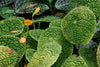 BEGONIA MICROSPERMA