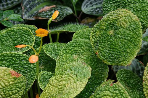 BEGONIA MICROSPERMA