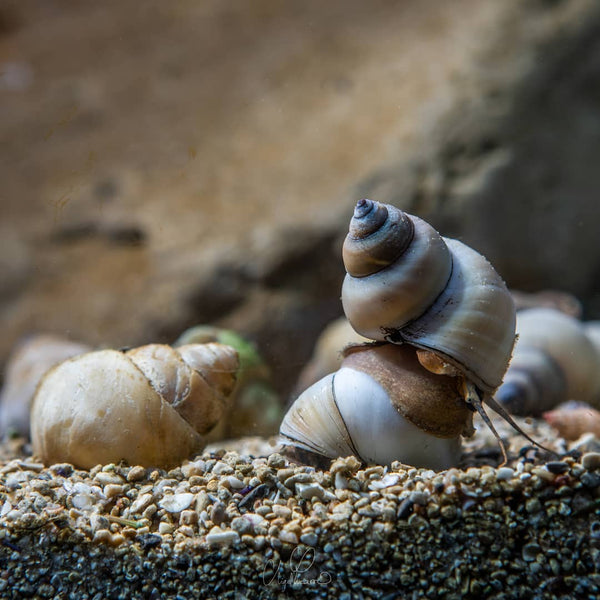 FILOPALUDINA MARTENSIS