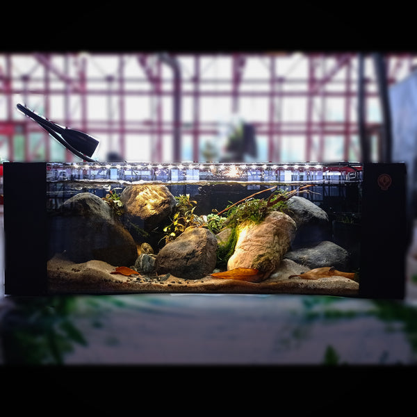 ACUARIO AGUAS RÁPIDAS 60*30*20CM