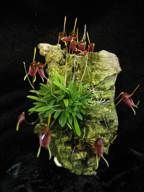 ORQUIDEA TRISETELLA TRIGLOCHIN "long tails"