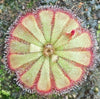 Drosera aliciae