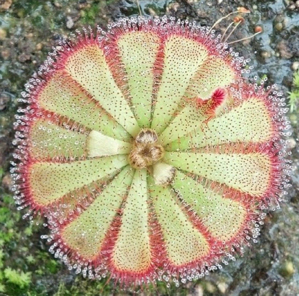 Drosera aliciae