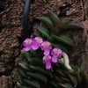SCHOENORCHIS SCOLOPENDRIA