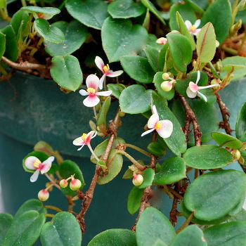 BEGONIA SCHULZEI
