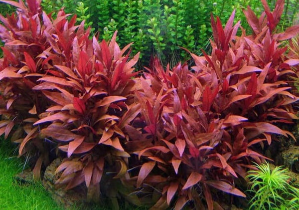 Althernanthera reineckki "pink" In vitro