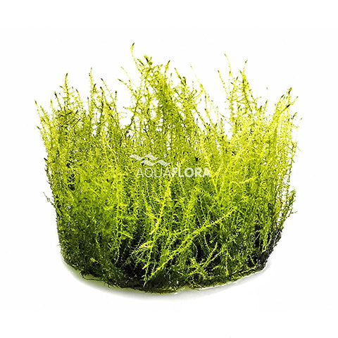 Amblystegium serpens In vitro