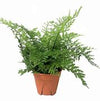 HELECHO ASPLENIUM BULBIFERUM