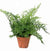 HELECHO ASPLENIUM BULBIFERUM