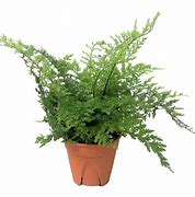 HELECHO ASPLENIUM BULBIFERUM